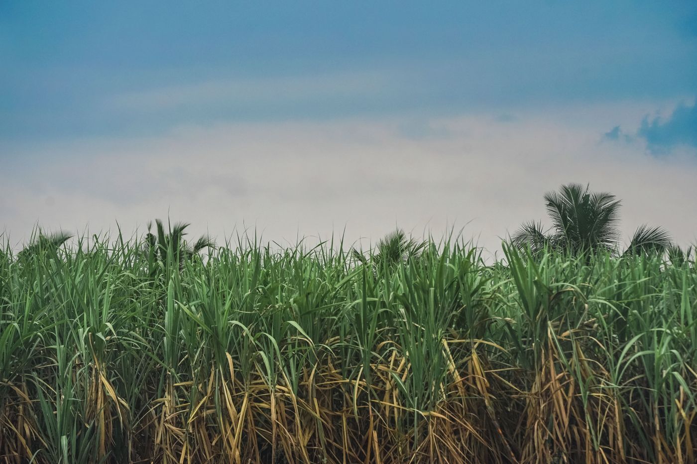 South Africa's sugar levy punishes shoppers without proof it works